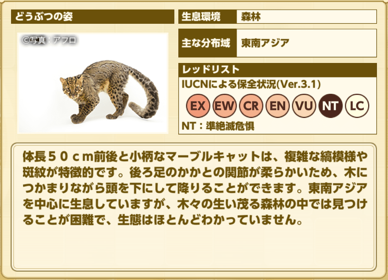 マーブルキャット プロフィール2