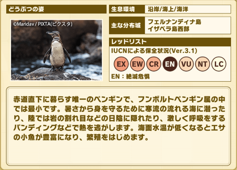 ガラパゴスペンギン　プロフィール2