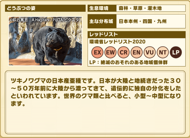ニホンツキノワグマ　プロフィール2