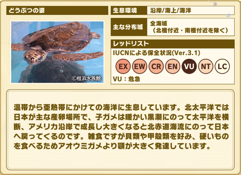 アカウミガメ　プロフィール2
