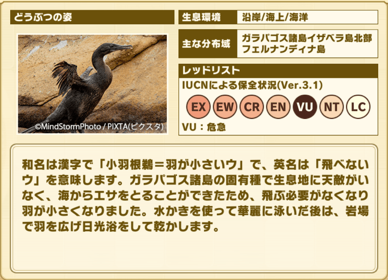 ガラパゴスコバネウ　プロフィール2