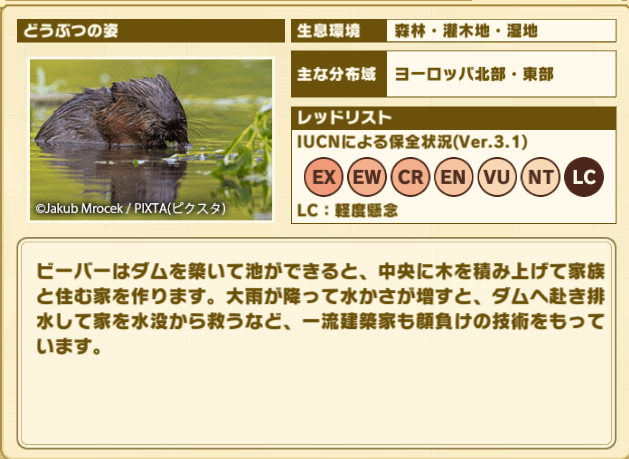 ヨーロッパビーバープロフィール2