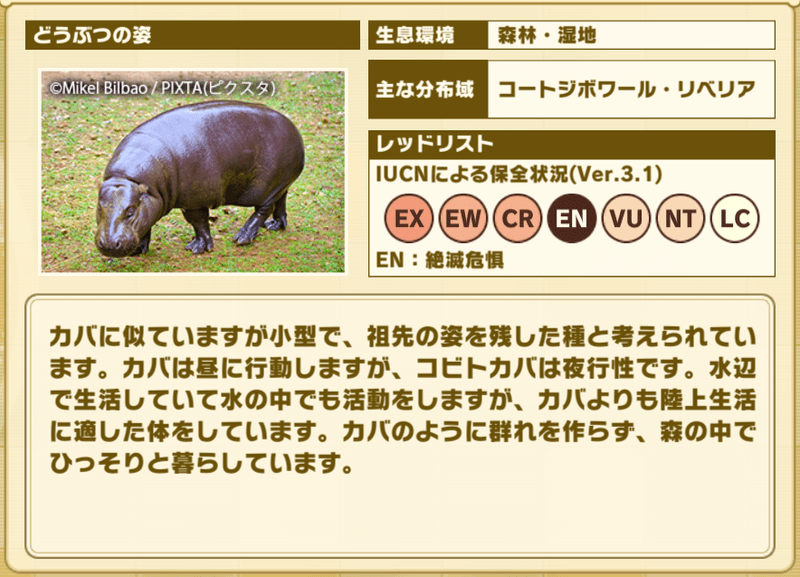 コビトカバ プロフィール2