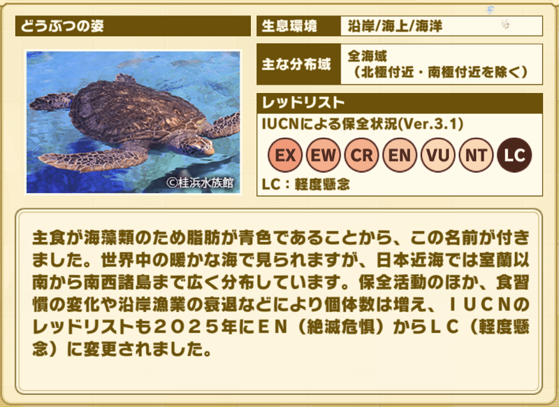 アオウミガメ　プロフィール2