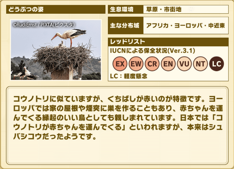 シュバシコウ　プロフィール2