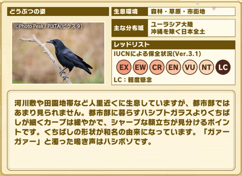 ハシボソガラス　プロフィール2