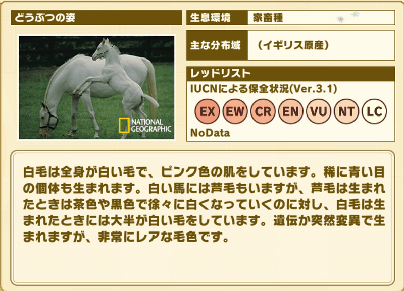 【華麗に舞いま～す！】サラブレッドしろげ　プロフィール2