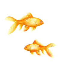 遊泳金魚 センシルガチャwiki Gamerch