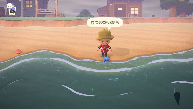 なつのかいがら