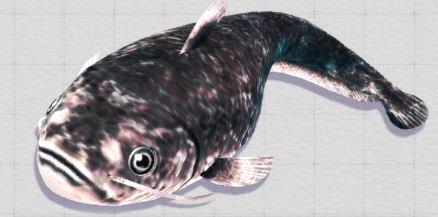 マーブルカムルチ