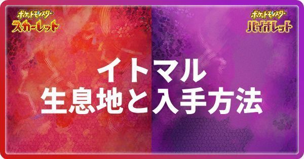 イトマルの生息地と入手方法