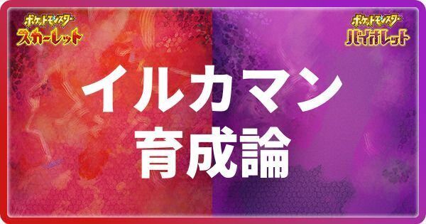 イルカマンの育成論