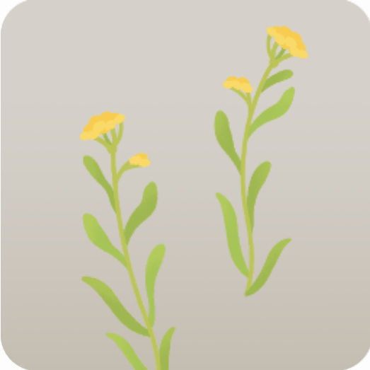 ミニ雑草・ハハコグサ