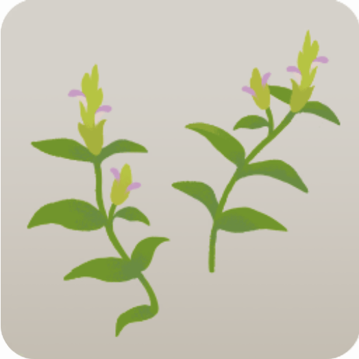 ミニ雑草・キツネノマゴ