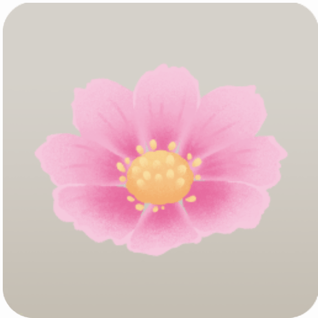 ピンクのコスモス