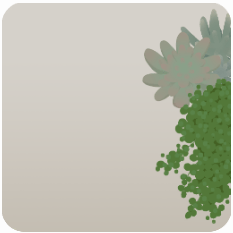 寄せ植えられた多肉植物