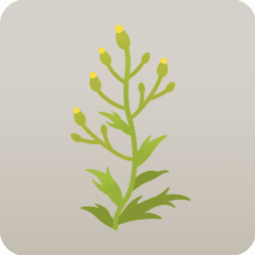 ミニ雑草・ノボロギク