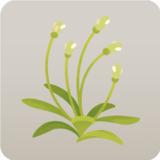 ミニ雑草・ヘラオオバコ