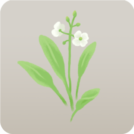 ナガバオモダカの花