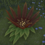 アースロックフラワー