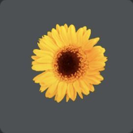 ひまわりのコサージュ