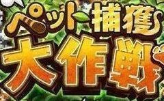 ペット捕獲大作戦
