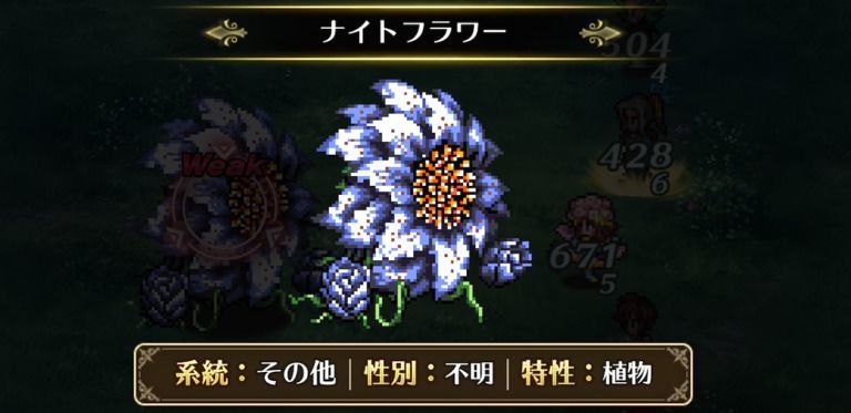 ナイトフラワー