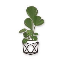 モンステラのポット