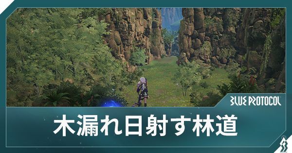 木漏れ日射す林道の場所