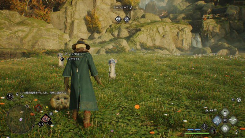 魔法動物の飼育