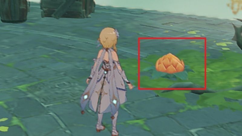 地面に咲いてる花