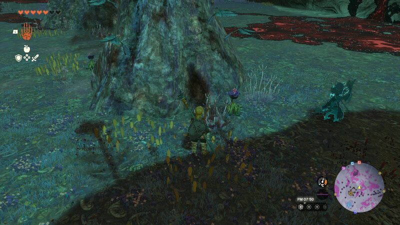 コンランクサの採取画像