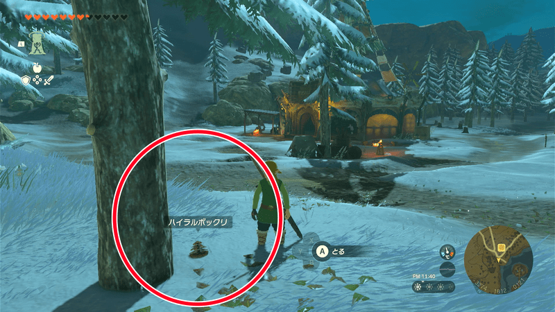 ハイラルボックリ