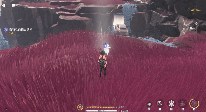 奇妙な白猫と話す