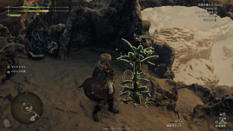 バクレツの実の周囲の様子