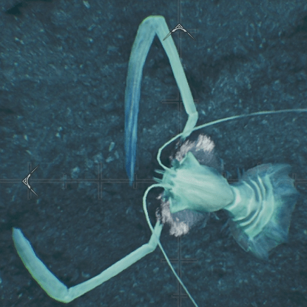 オカホタルエビ