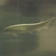 カンランアミア