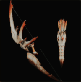 ネルスルペレザの外見