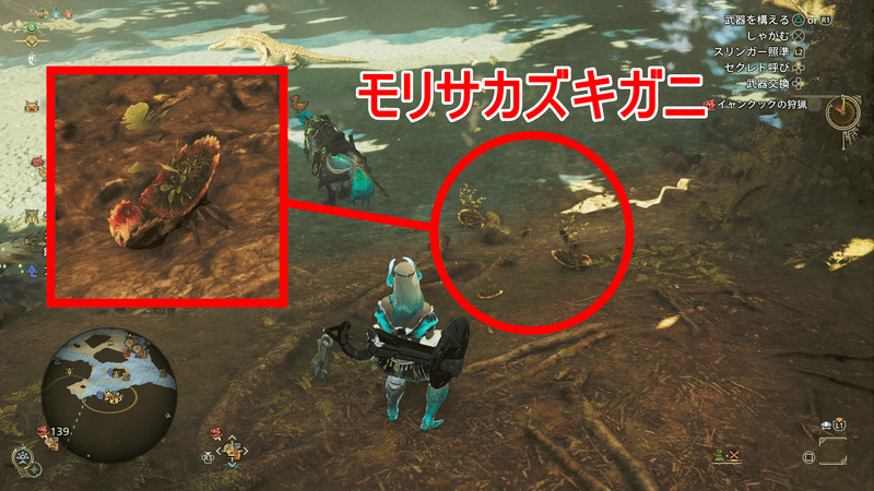 モリサカズキガニ