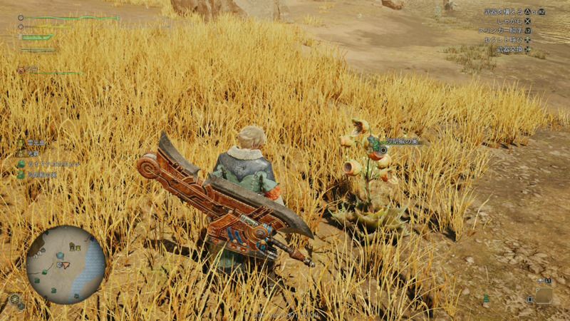 沙胡椒の実の周囲の様子