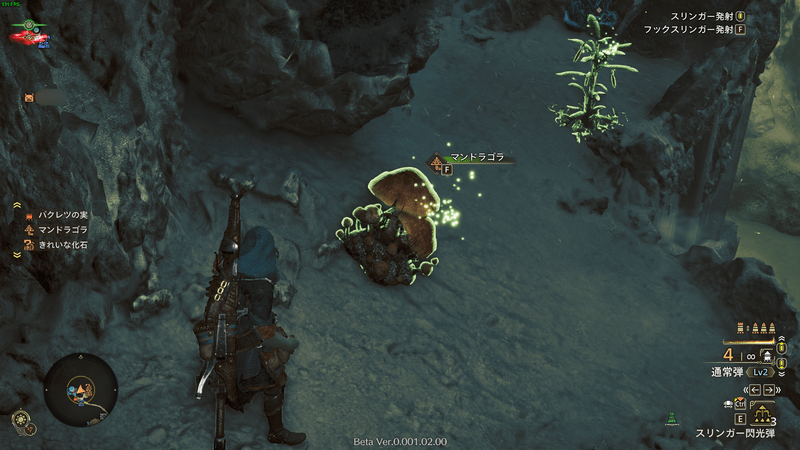 マンドラゴラの画像