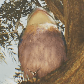 ビセイウタイズク