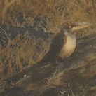 スナチリュウツツキ