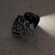 ヤミテラシバチ