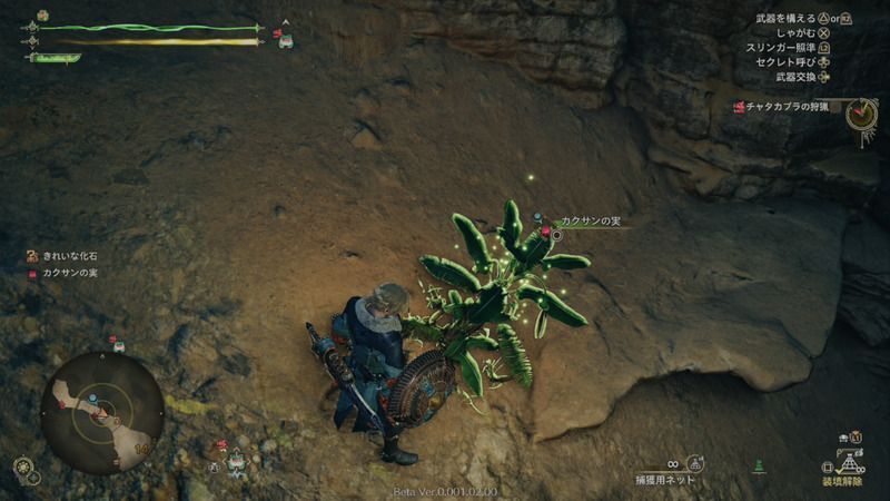 カクサンの実の周囲の様子