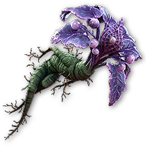 マンドラゴラの愛