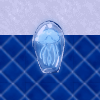 クラゲ