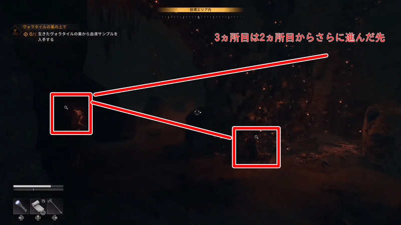 生きたヴォラタイルの巣から血液サンプルを入手する