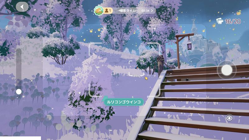 周囲の野鳥をひたすら撮ろう