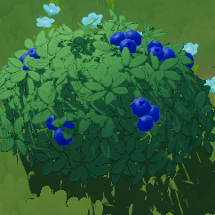 ブルーベリーの低木